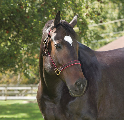 " Padded Leather Halter