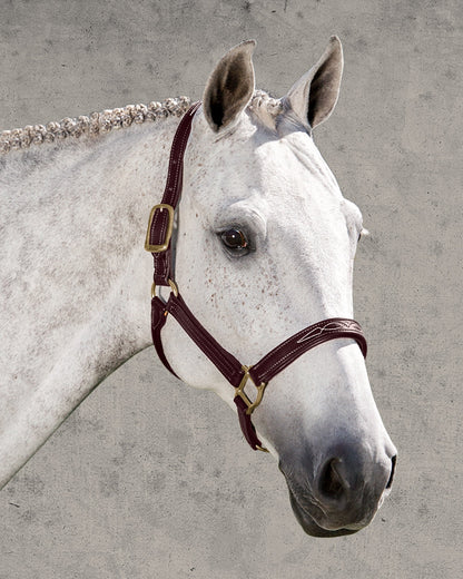 Signature Padded Halter