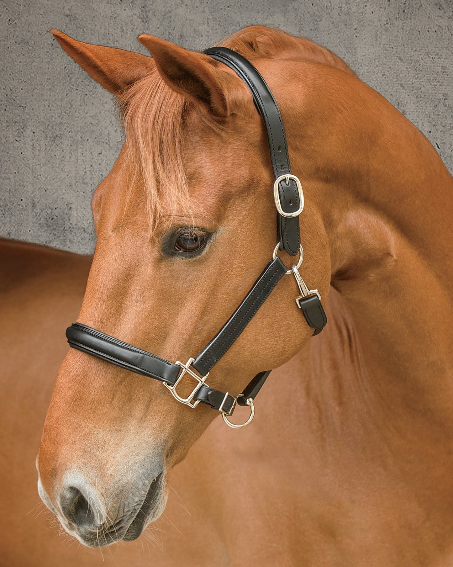 Classic Plain Raised Padded Halter