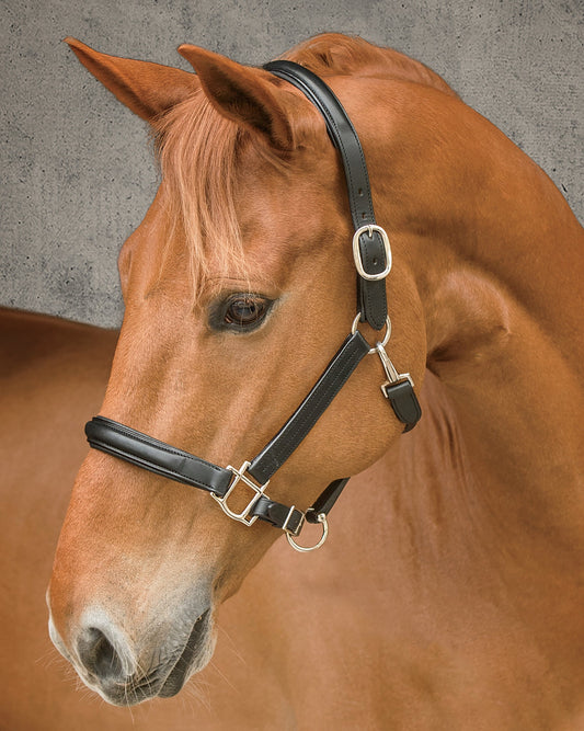 Classic Plain Raised Padded Halter