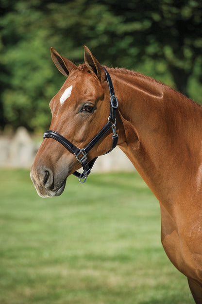 Classic Plain Raised Padded Halter