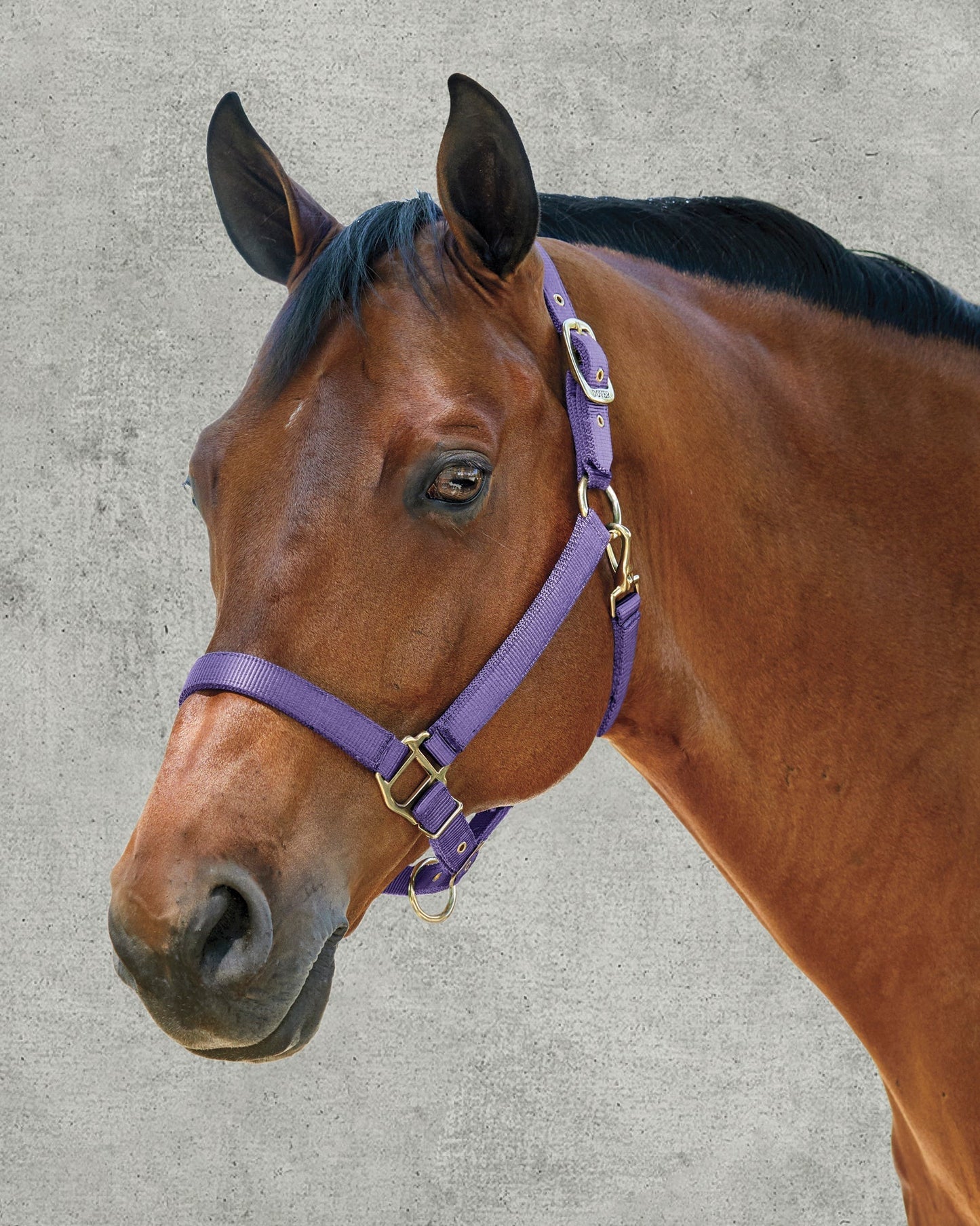 Heavy Nylon Halter