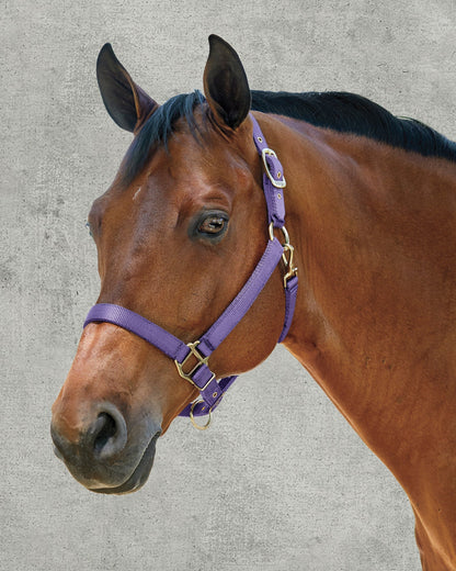Heavy Nylon Halter