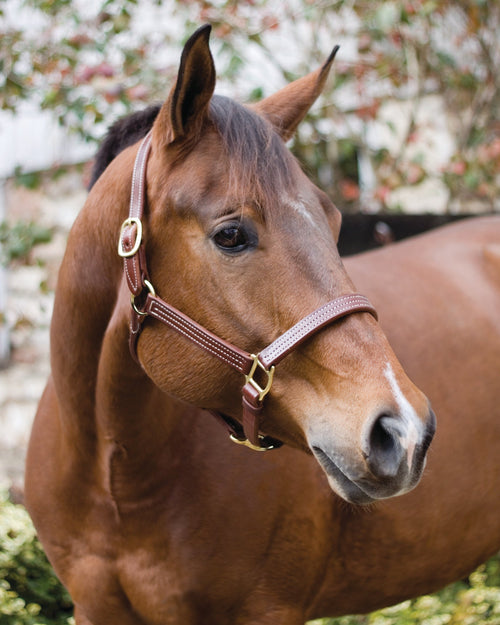 Horse Professional Show Halter