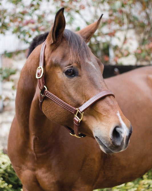 Horse Professional Show Halter