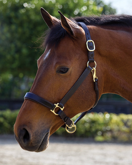Everyday Halter