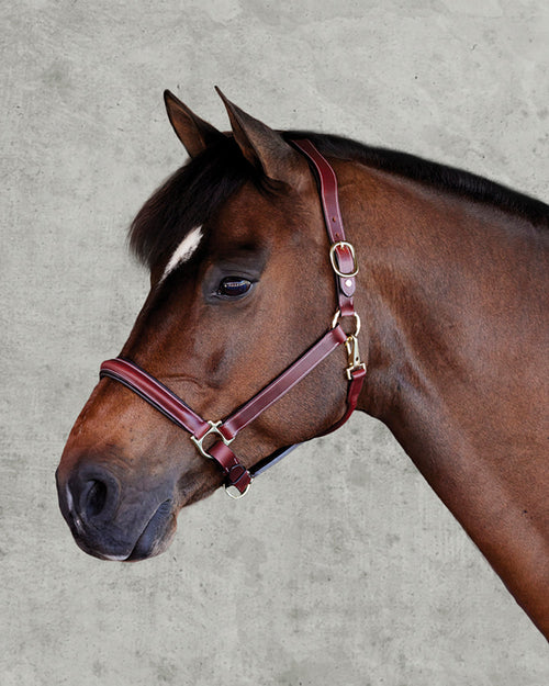 Ergonomic Halter