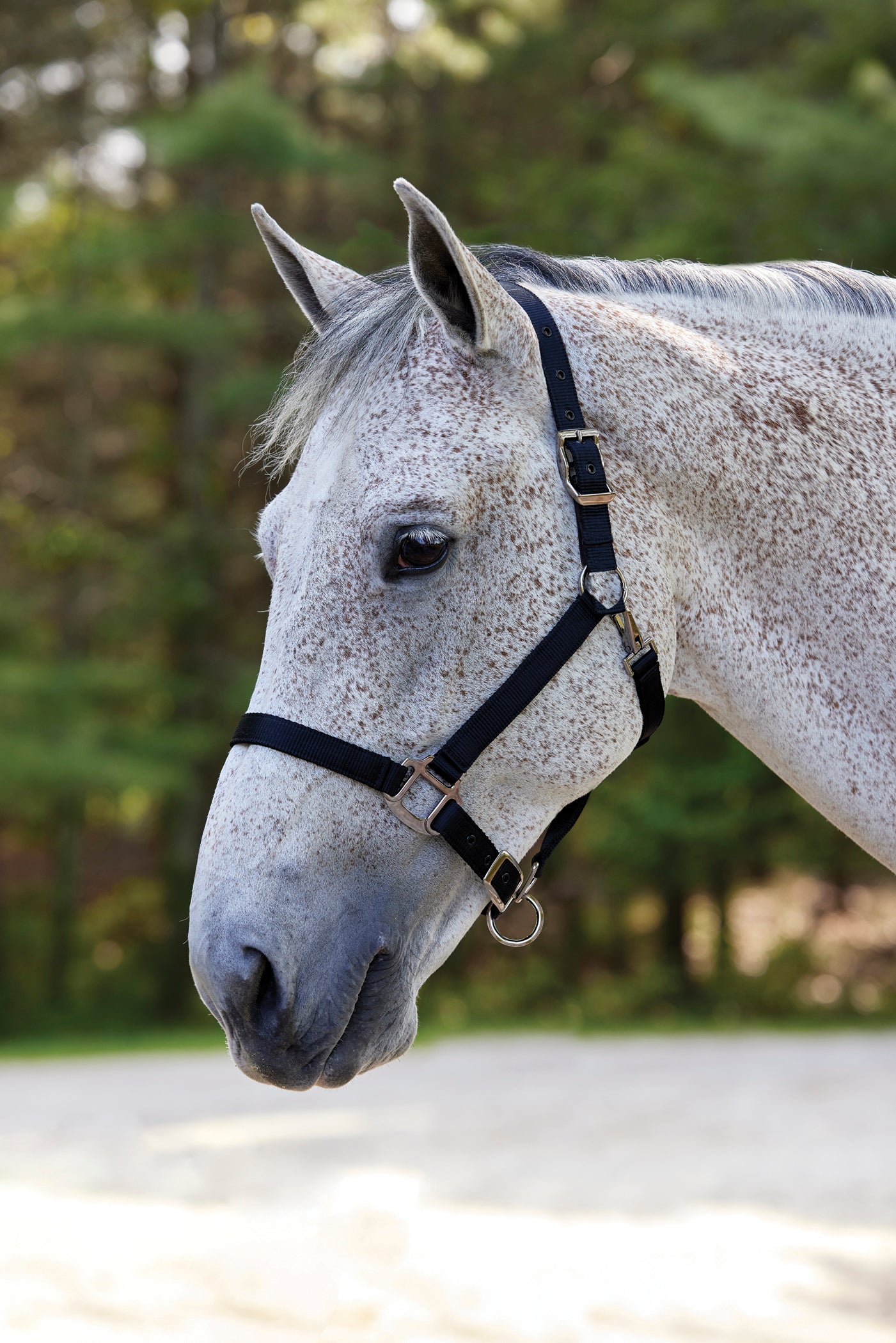 Nylon Breakaway Halter