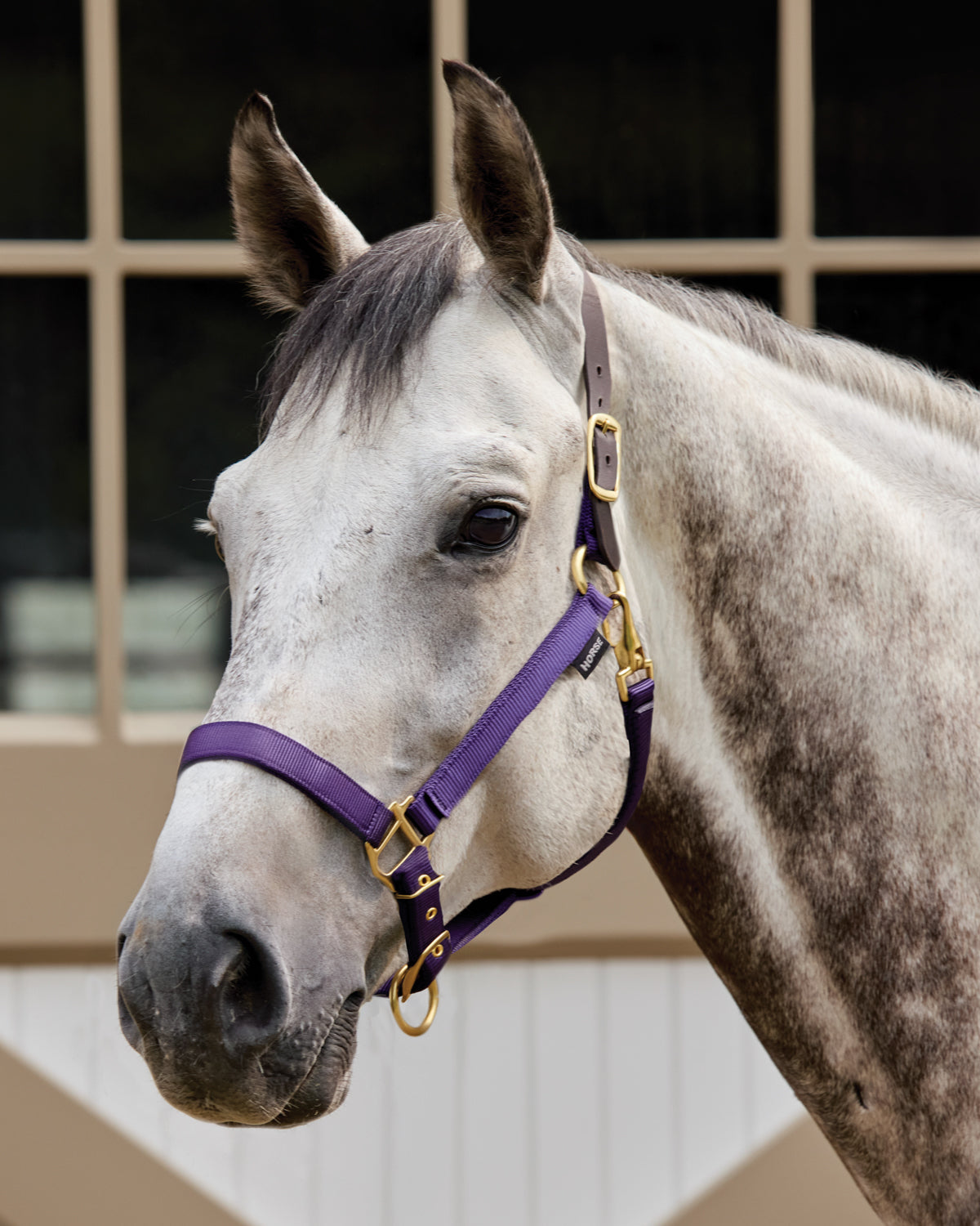 Heavy Nylon Halter with Breakaway Crown