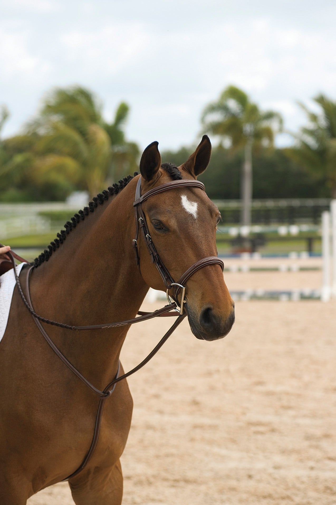 Standing Martingale