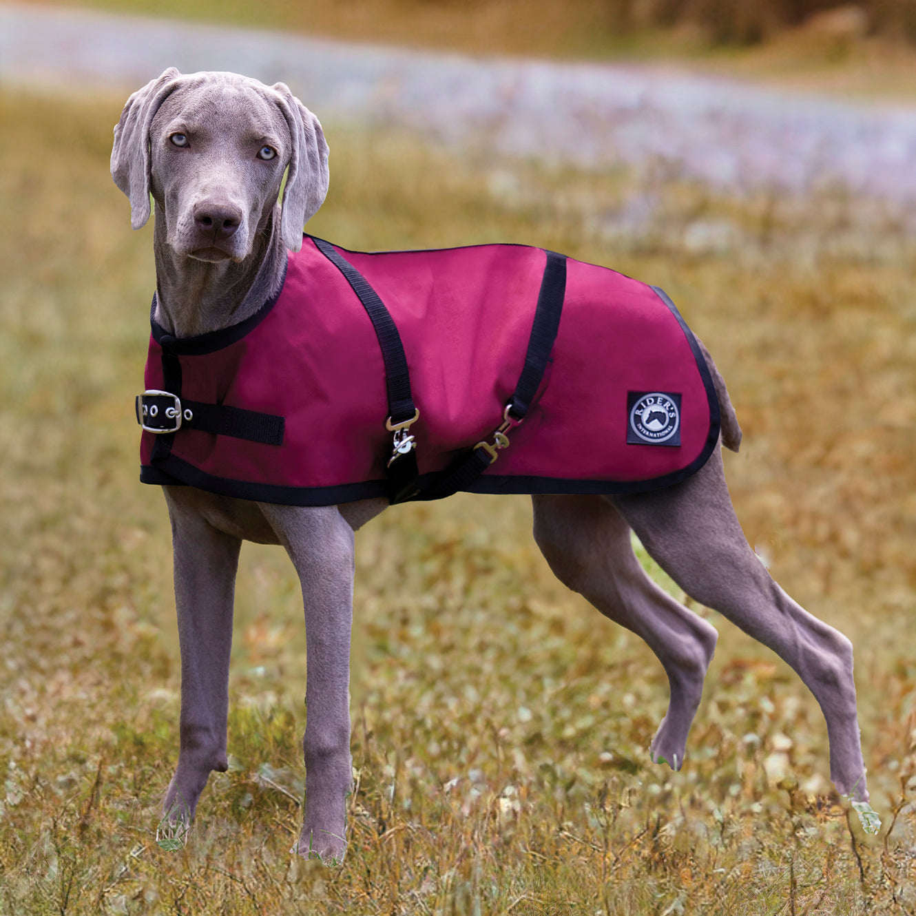 Dog Turnout Sheet