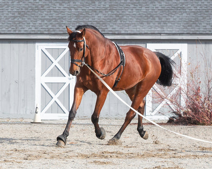 Side Reins with Elastic