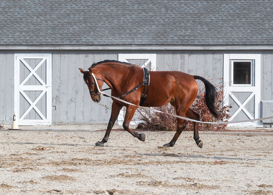 Side Reins with Elastic