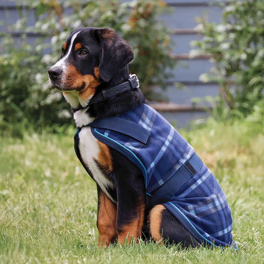 Dog Cooler