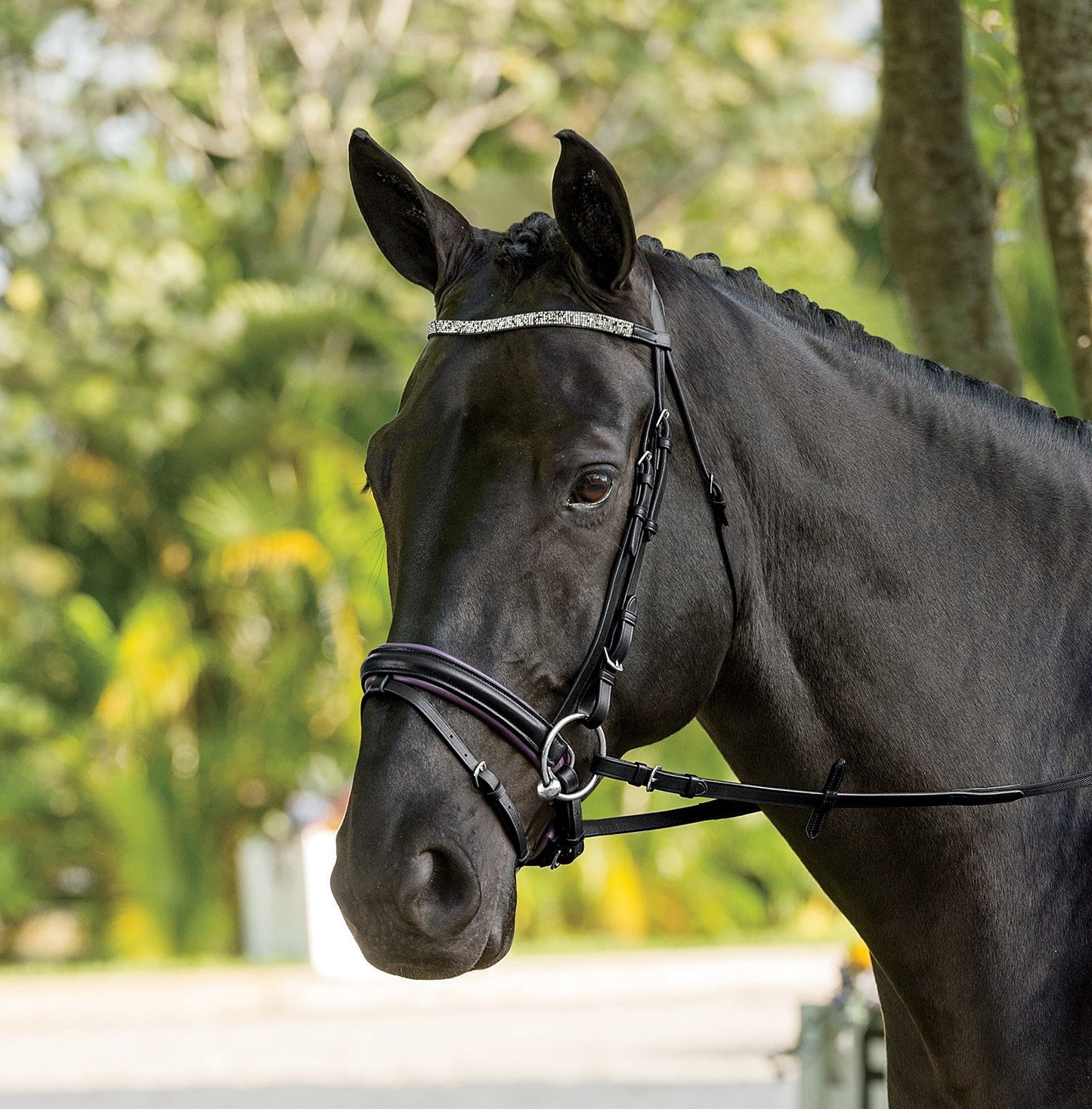 Curved Browband