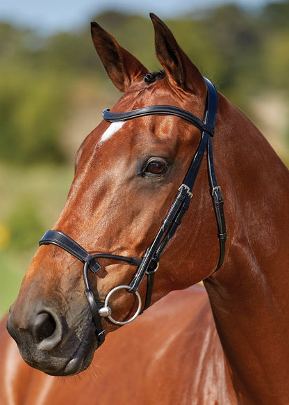 Training Bridle