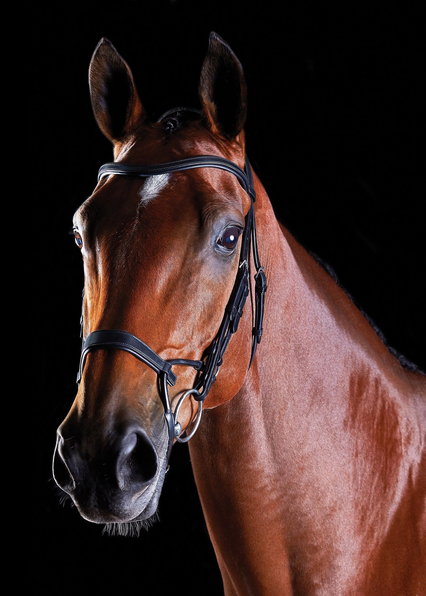 Training Bridle