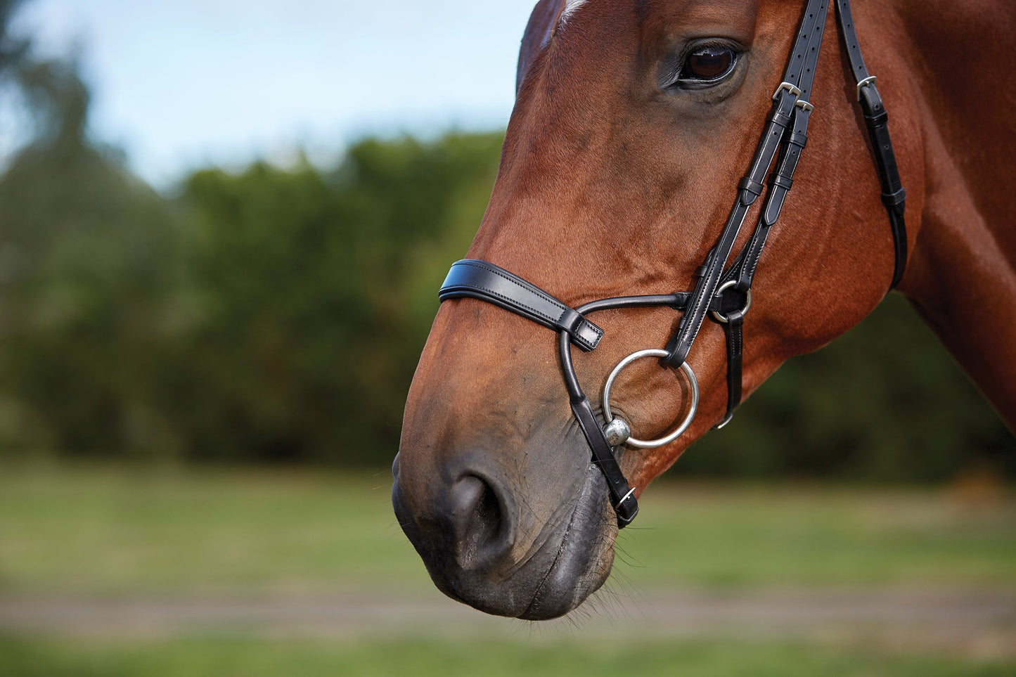 Training Bridle