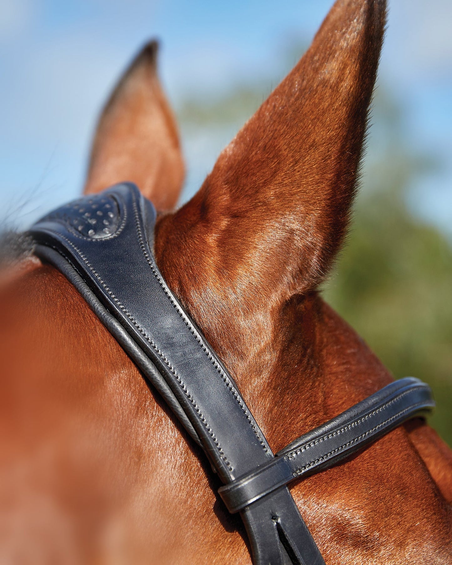 Training Bridle