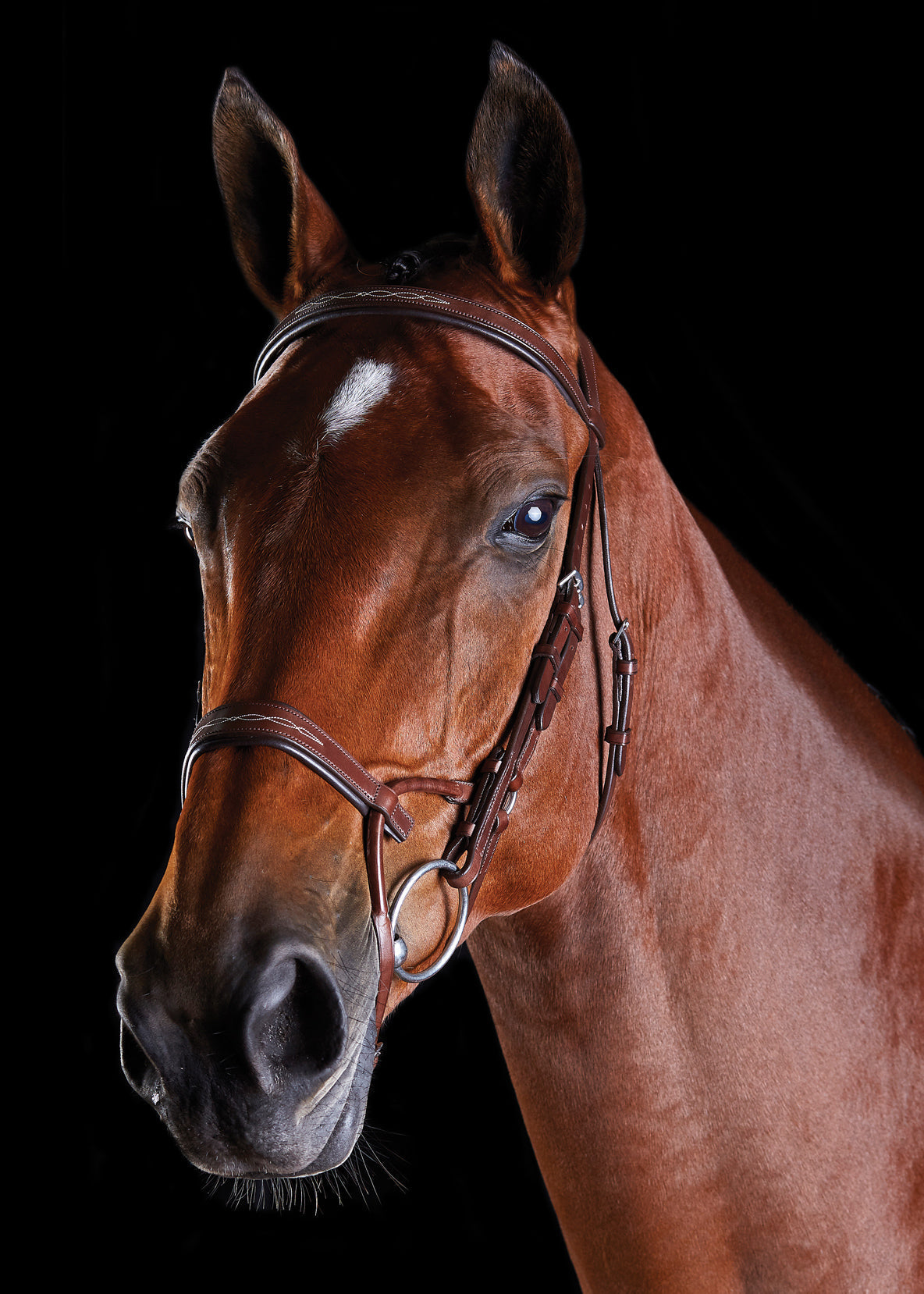 Fancy-Stitched Bridle