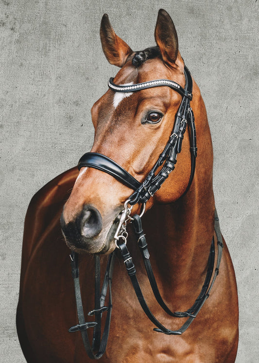 Equitus Gamma Double Bridle