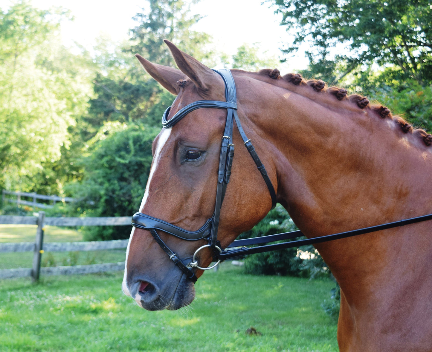 Arena Ergonomic Snaffle
