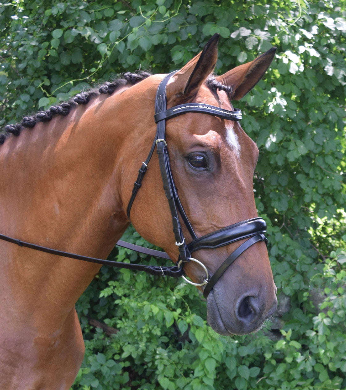 Topline Bridle
