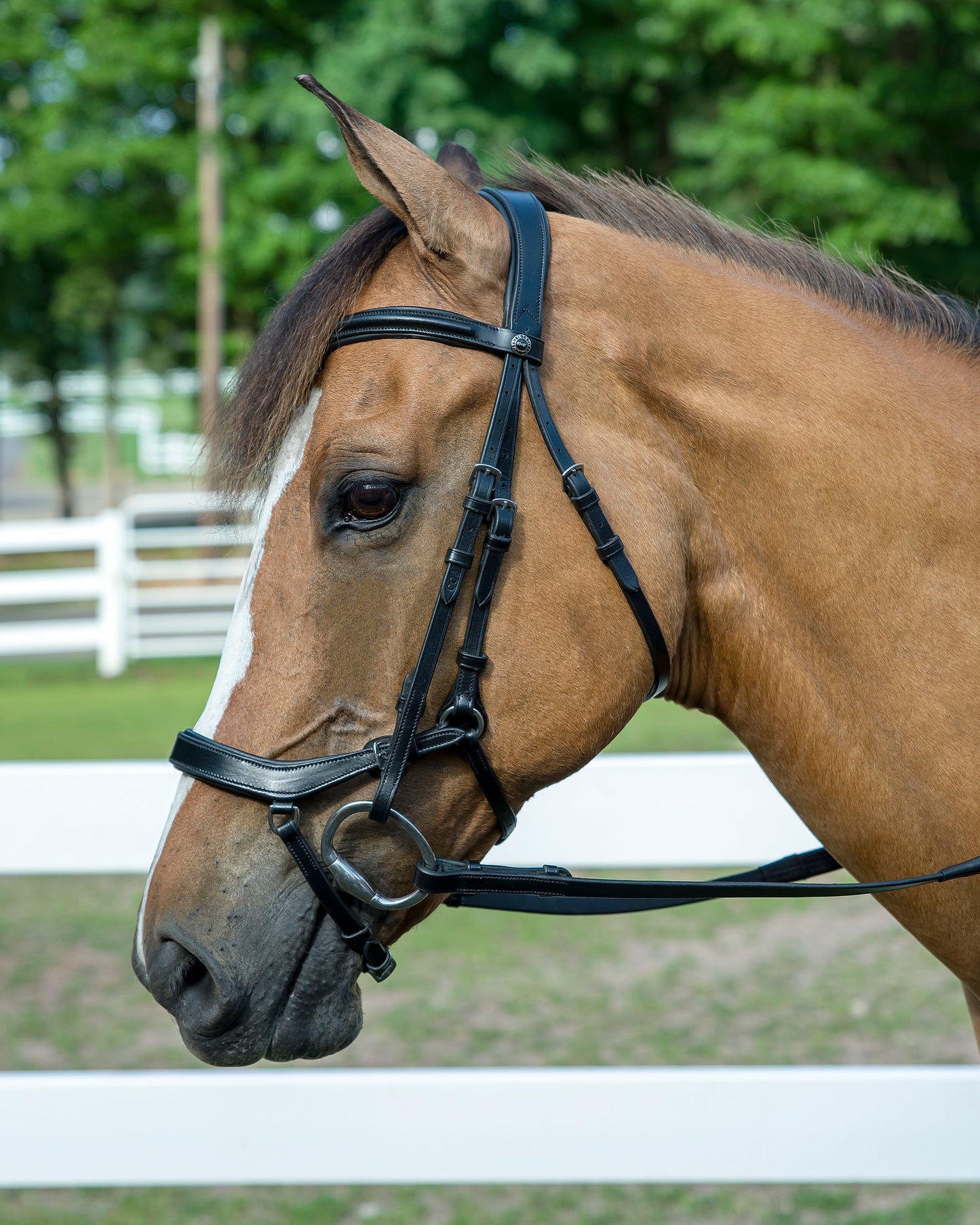 Pro Anatomical Bridle
