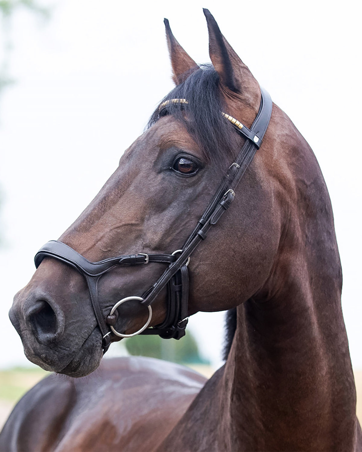 Stewart Bridle