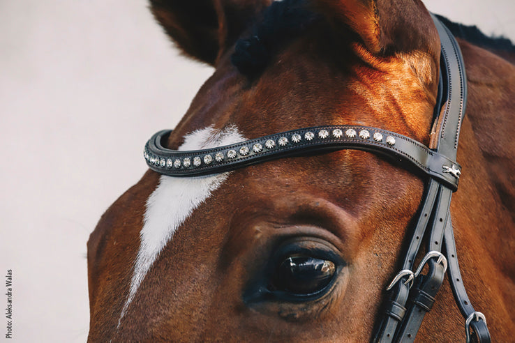Rome Select Bridle