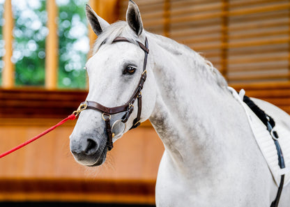 Ireland Micklem2 Multibridle USA with Reins