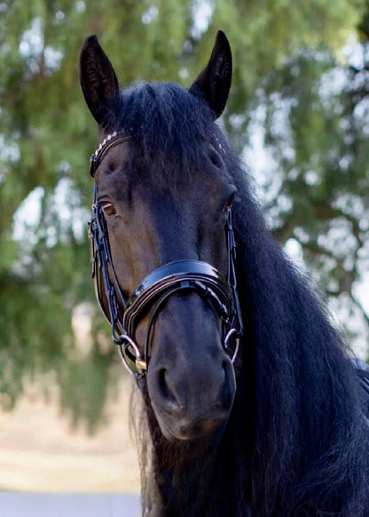 Ocala Snaffle Bridle