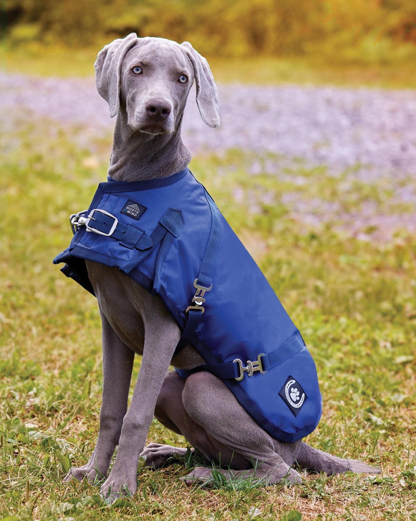 Dog Turnout Blanket